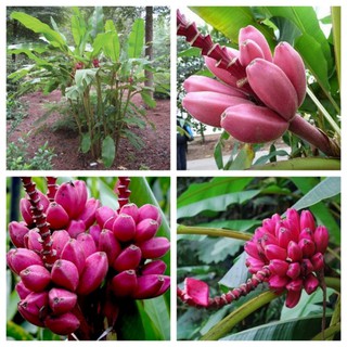 Hạt giống Chuối đỏ Dacca