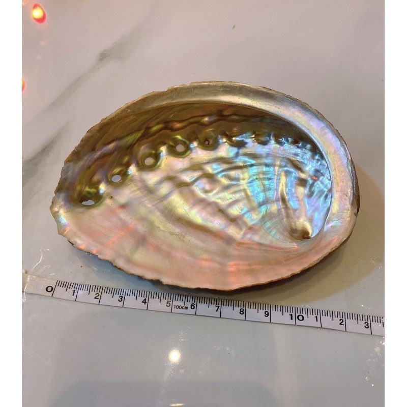 Đĩa Ốc Xà Cừ Hồng Nhật Bản - Vỏ sò đốt xô thơm (Natural Abalone Shell) - Thảo Mộc Xông Nha | BigBuy360 - bigbuy360.vn