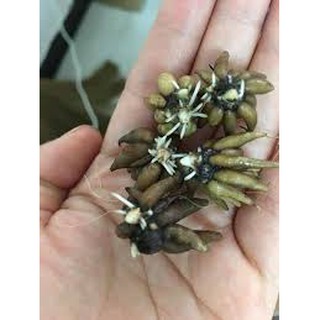 Combo 10 Củ Hoa Mao Lương