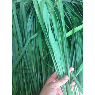 Nụ đuổi muỗi thảo dược