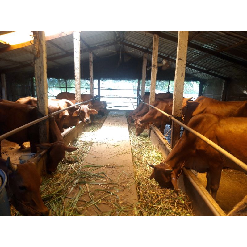 Phụ gia dinh dưỡng gốc bột BIO PHƯƠNG NAM