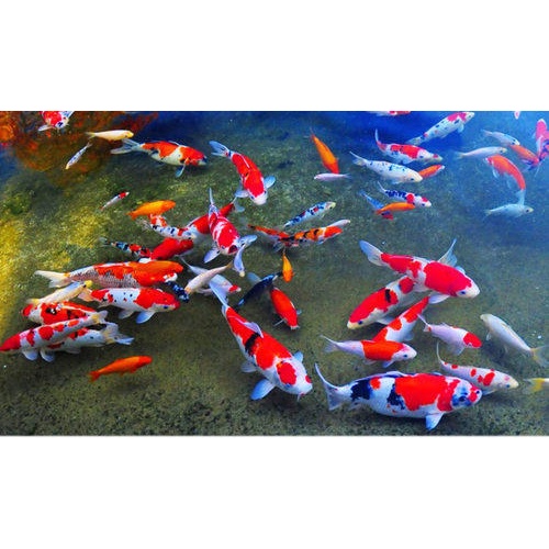 Thức Ăn Cá Koi Cao Cấp KOI FISH FOOD