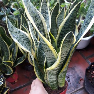 🌿 🌹 Cây lưỡi hổ ( 3 thân )🌹 🌿