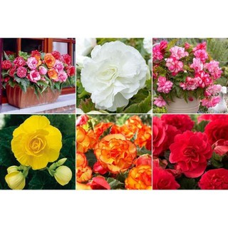 Hạt giống hoa thu hải đường kép mix F1