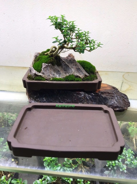 Khay đĩa nhật tạo dáng bonsai