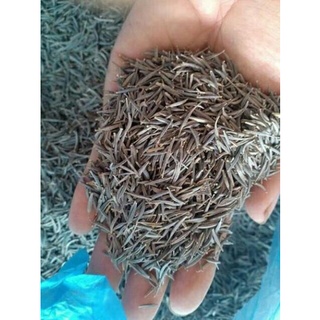 hạt giống hoa sao nhái 100 hat