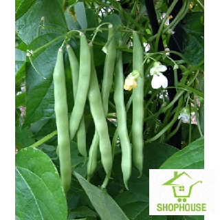 shophouse 20 gr hạt giống đậu cove leo xanh  SHOP HOUSE  TẾT KHUYẾN MẠI