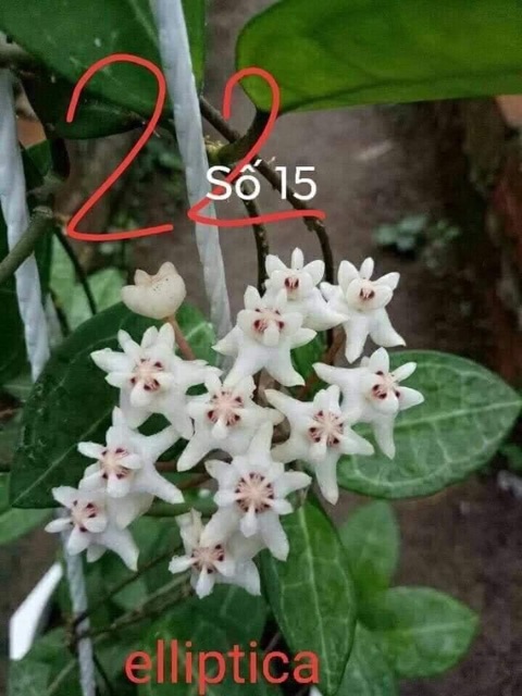 Lan Cẩm Cù