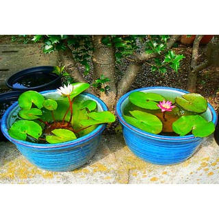 Hạt giống Súng Thái Mini