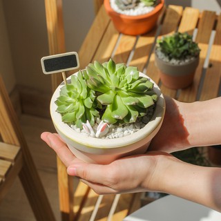 Chậu trồng cây đất nung gờ trẹt
