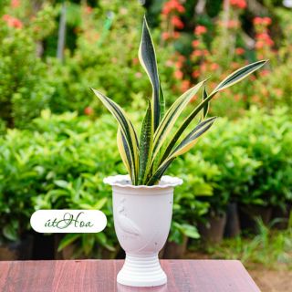 Các mẫu chậu ly chân đế cao trồng hoa kiểng, cắm hoa giả