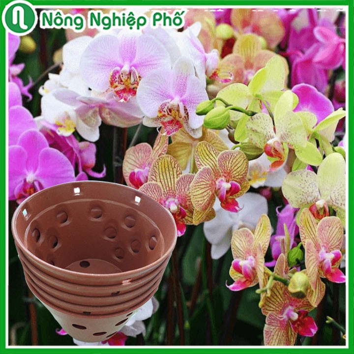 CHẬU NHỰA TRỒNG LAN GIẢ ĐẤT NUNG - 14.5x10cm