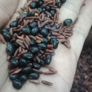 TRÀ GẠO LỨT ĐỖ ĐEN XANH LÒNG