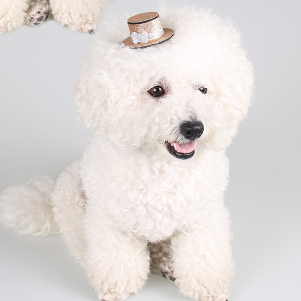 Kẹp tóc mũ tròn vành mini cho chó mèo