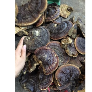 [CHÍNH HÃNG] 1kg Nấm linh chi rừng khô giá sale