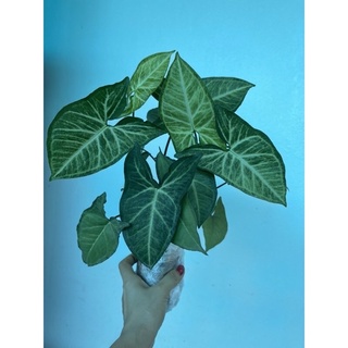 🍀BAO CHẤT🍀Cây môn(mon) lá trắng