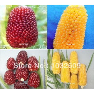 Hạt giống Bắp Ngô mini (ngô dâu tây tí hon) siêu ngon