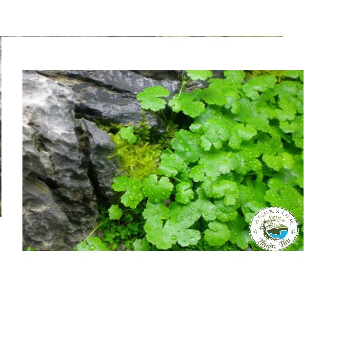 Rau Má Hương  trang trí bể thủy sinh
