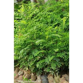 Cây HOA HÒE, cây giống mập, to, sai hoa, cam kết cây giống như hình