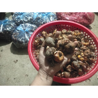 củ giống hoa lay ơn