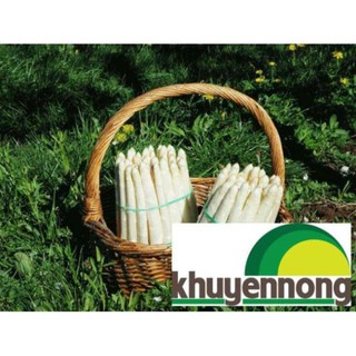 Hạt giống măng tây trắng f1 30 hạt
