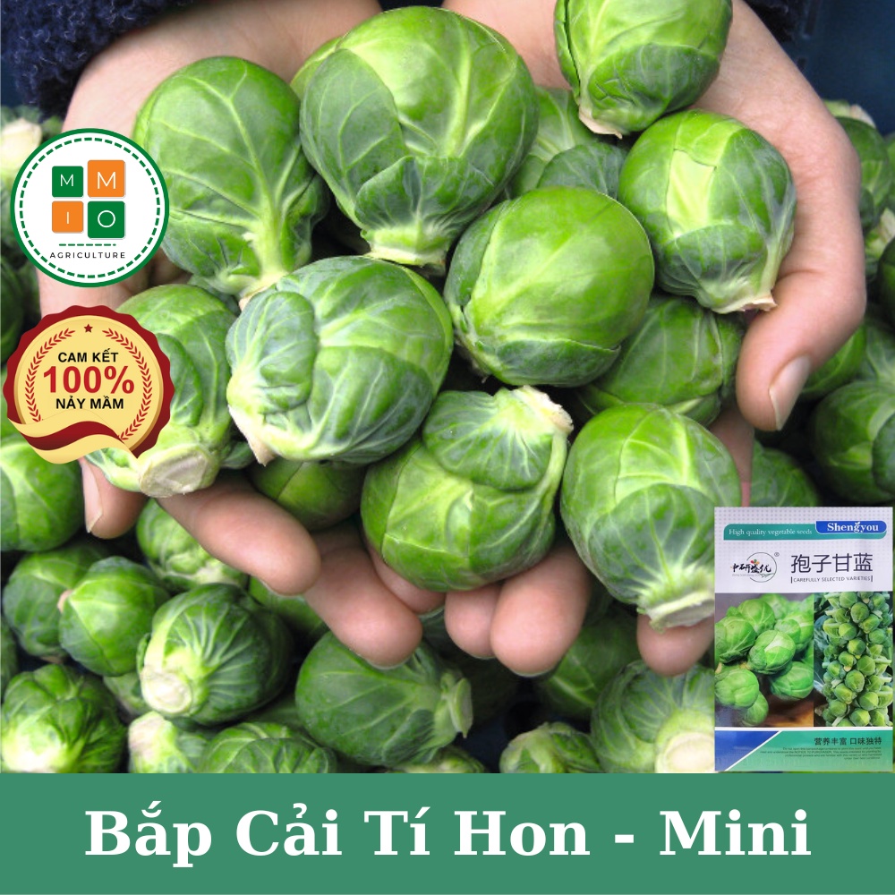 Hạt giống bắp cải tí hon mini F1 - Giàu dinh dưỡng