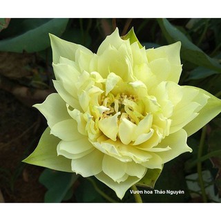 Củ sen màu trắng Lovely C-21