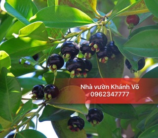 Cây giống Cherry Nhiệt đới 001