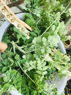 20 Hạt giống cây Chùm ngây