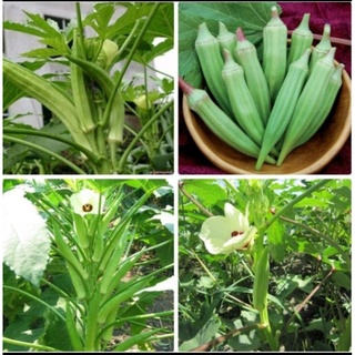 Hạt giống đậu bắp cao sản gói 20g