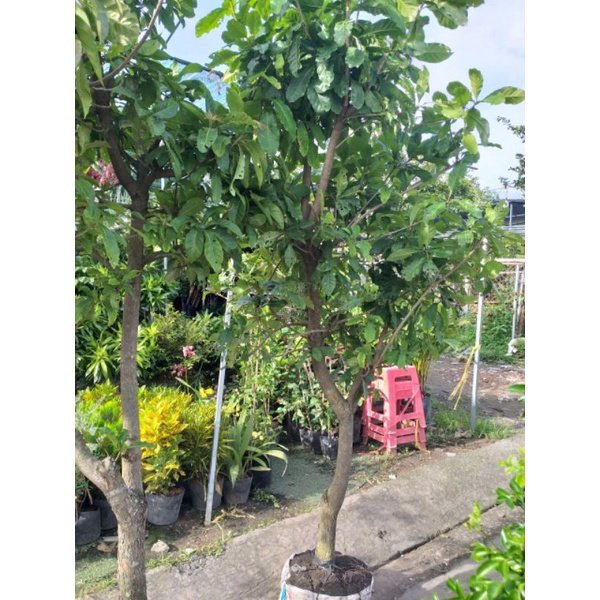 Cây Lộc Vừng cao trên 2m cây y hình