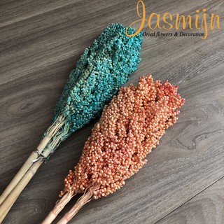 Hoa cao lương khô ⭐ Hoa cao lương nhuộm màu trang trí ⭐