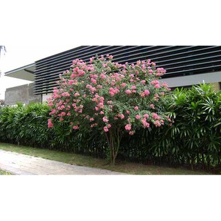 COMBO 2 BẦU CÂY GIỐNG hoa tường vy