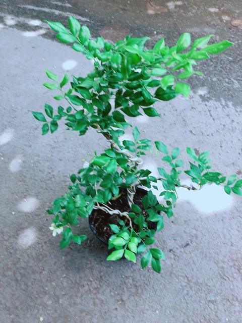 Cây Nguyệt Quế Bonsai