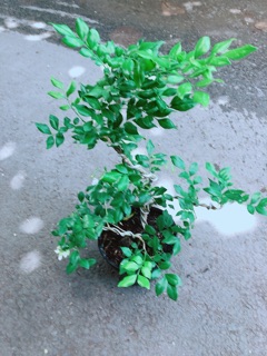 Cây Nguyệt Quế Bonsai