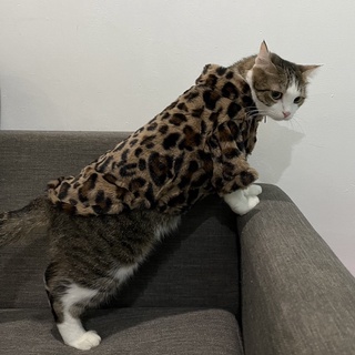 ✨✨ Áo khoác lông cho chó mèo ✨✨