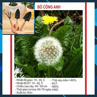 Hạt giống hoa Bồ Công Anh 100 Hạt TẶNG BỘ LÀM VƯƠN MINI