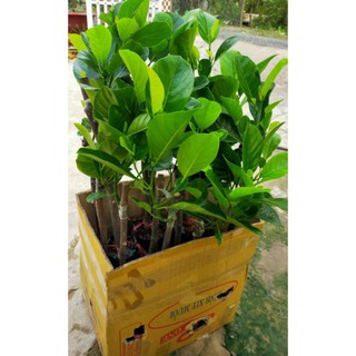 Mít ruột đỏ Indo