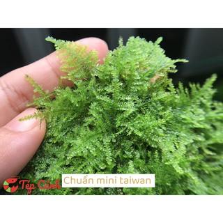 Rêu dán lũa bonsai Mini Taiwan
