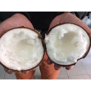 Dừa Sáp- Đặc sản Cầu Kè Trà Vinh