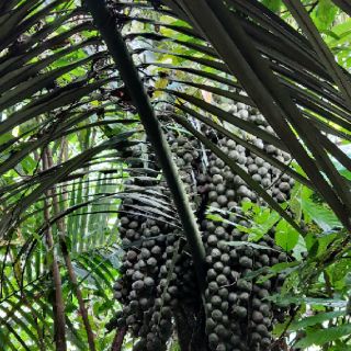 Cây giống dừa rừng