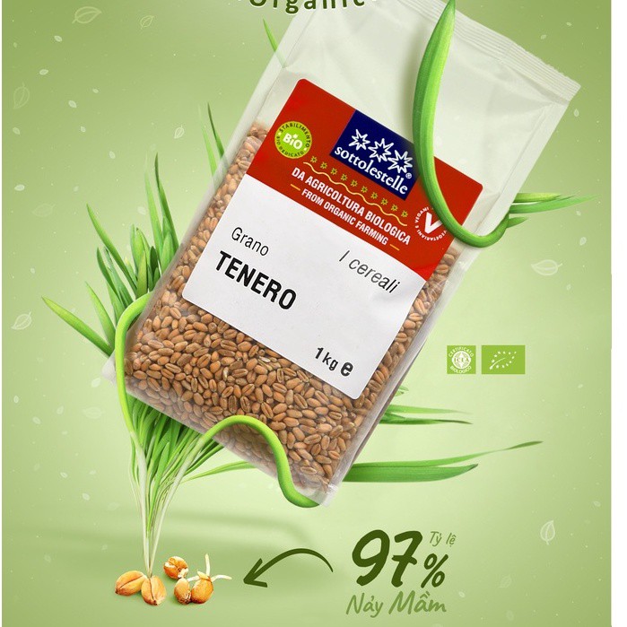 [Combo trồng cỏ lúa mì] Khay trồng thuỷ canh + Hạt giống cỏ lúa mì hữu cơ Sotto 500g tỷ lệ nảy mầm đến 97%