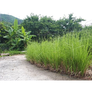 Cỏ Vetiver rễ trần