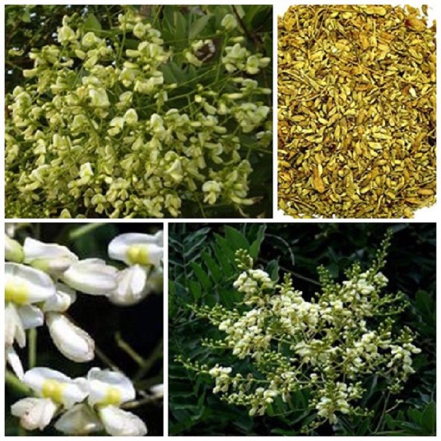 Free ship 99k Hoa hoè