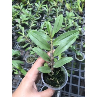 Phi Điệp Gieo Hạt (di linh, tali, phú thọ)