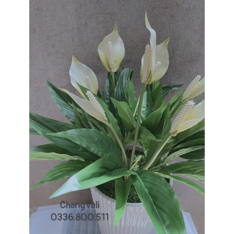 Chậu Lan Ý giả decor nội thất -chậu 3 cụm 9hoa siêu sang