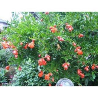 CÂY GIỐNG LỰU ĐỎ LÙN ẤN ĐỘ NHẬP KHẨU