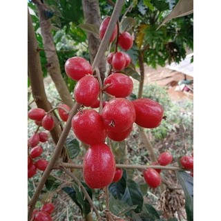 Cây Nhót Ngọt Thái Lan (tặng thêm phân và kích rễ)