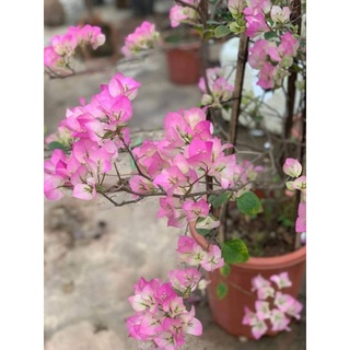 Hoa Giấy Phớt Hồng