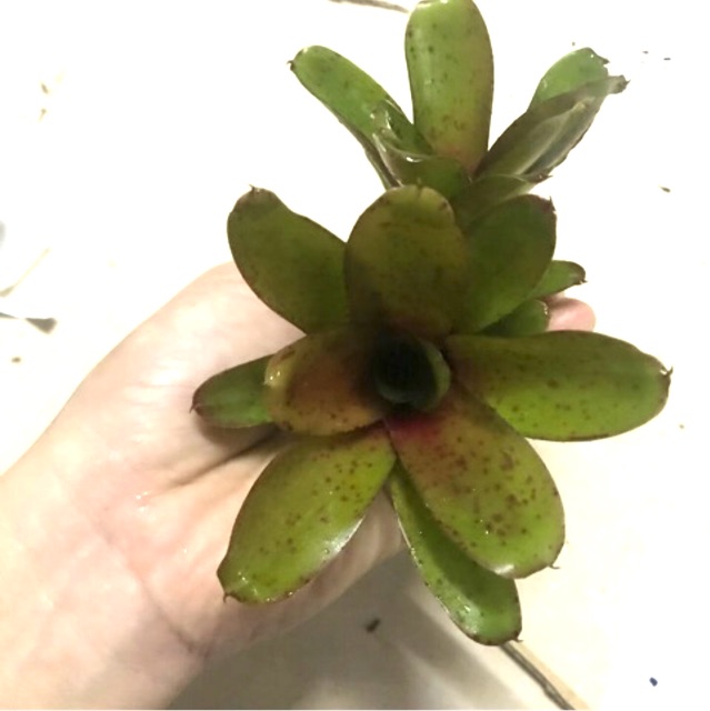 Dứa màu Nam Mỹ neo linda